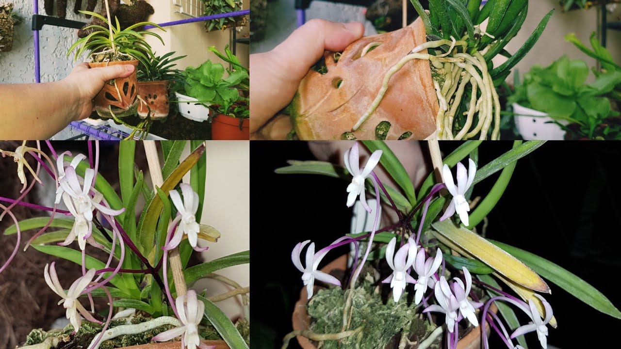 Мои Нео-Neofinetia falcata