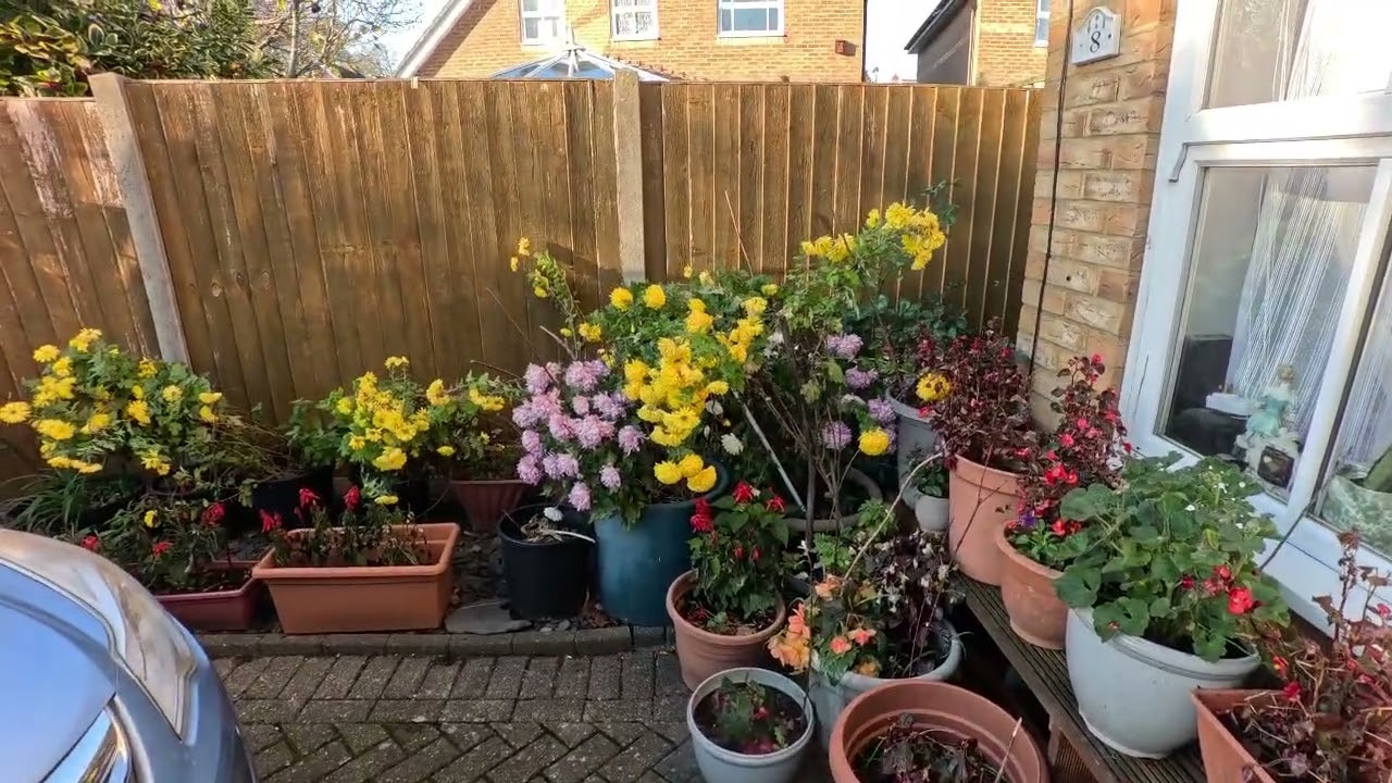 “Sort out all chilli plants” for overwintering.