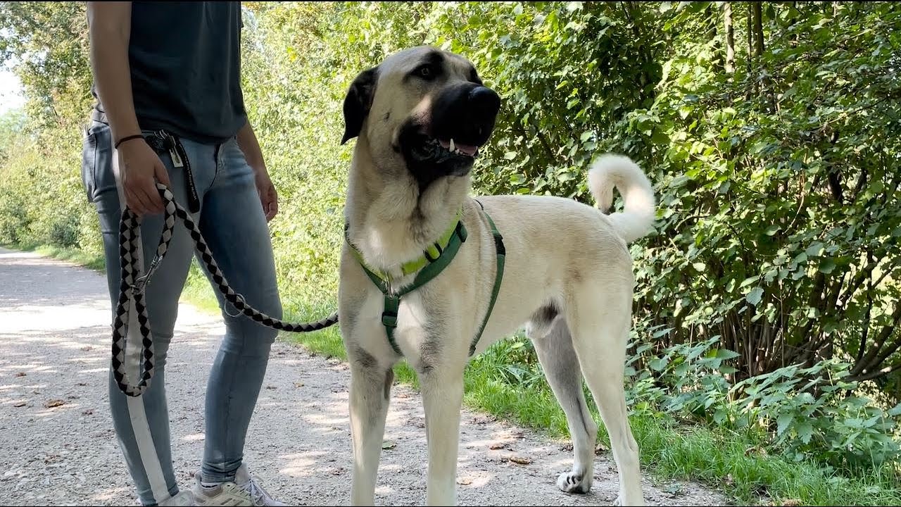 Kangal-Rüde Karim sucht ein neues Zuhause mit viel Platz - Tierheim Esslingen