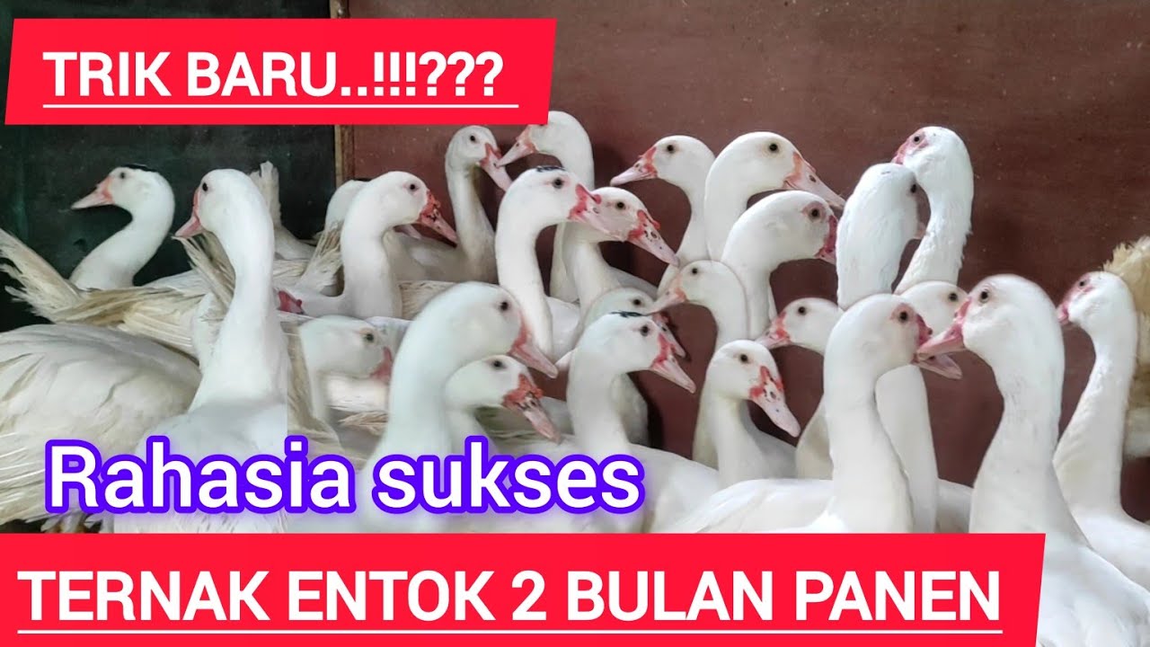 cara sukses ternak entok cepat panen dalam waktu dua bulan#putra cendana