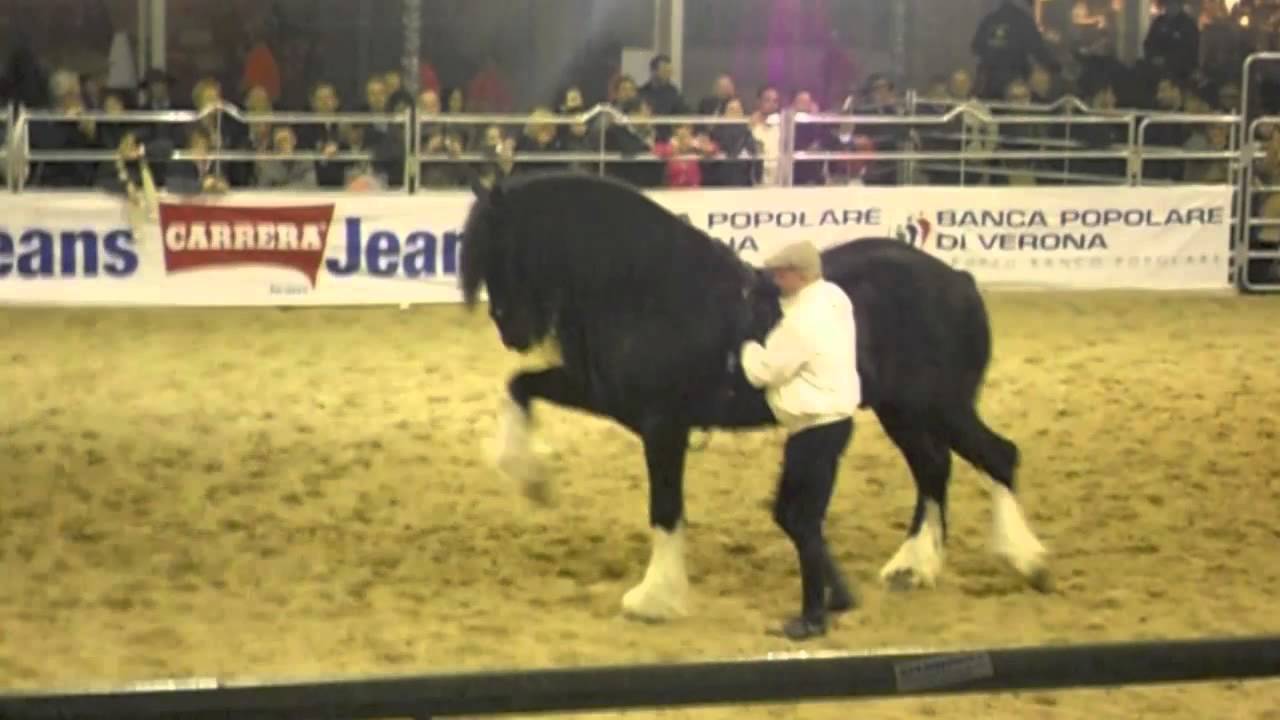 Fieracavalli Verona - Esibizione cavallo Shire - Fiera cavalli
