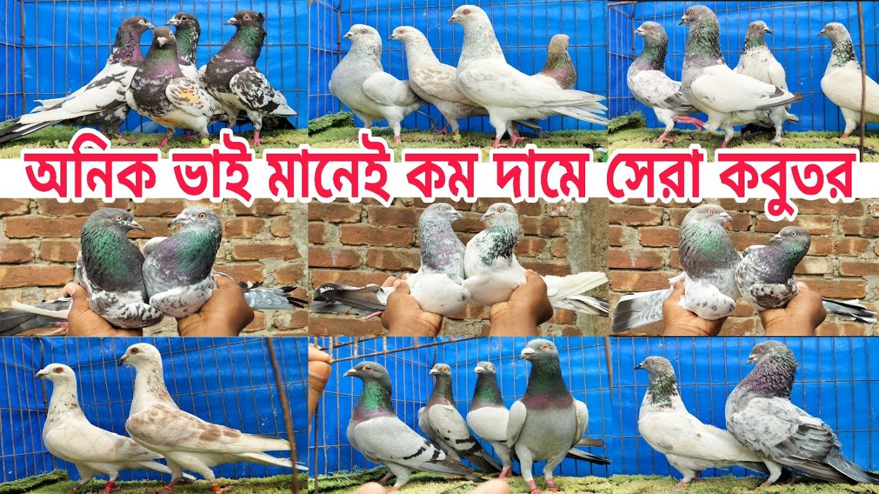 অনিক ভাইয়ের স্টক ক্লিয়ার অফার গিরিবাজ ও কিছু কালারিং কবুতর Gribaz coloring Pigeions #shorts #pigeon 