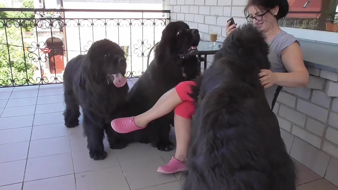 Morning coffee with newfoundland  dogs