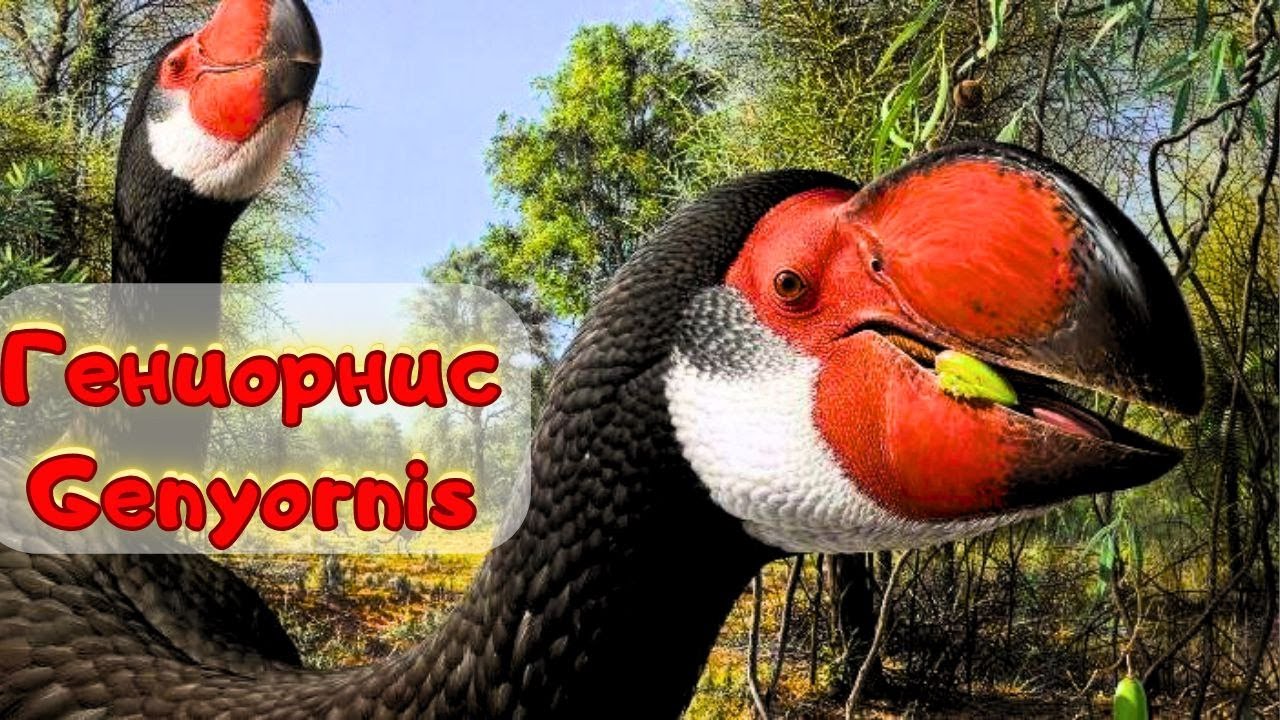 Гигантский гусь - Гениорнис