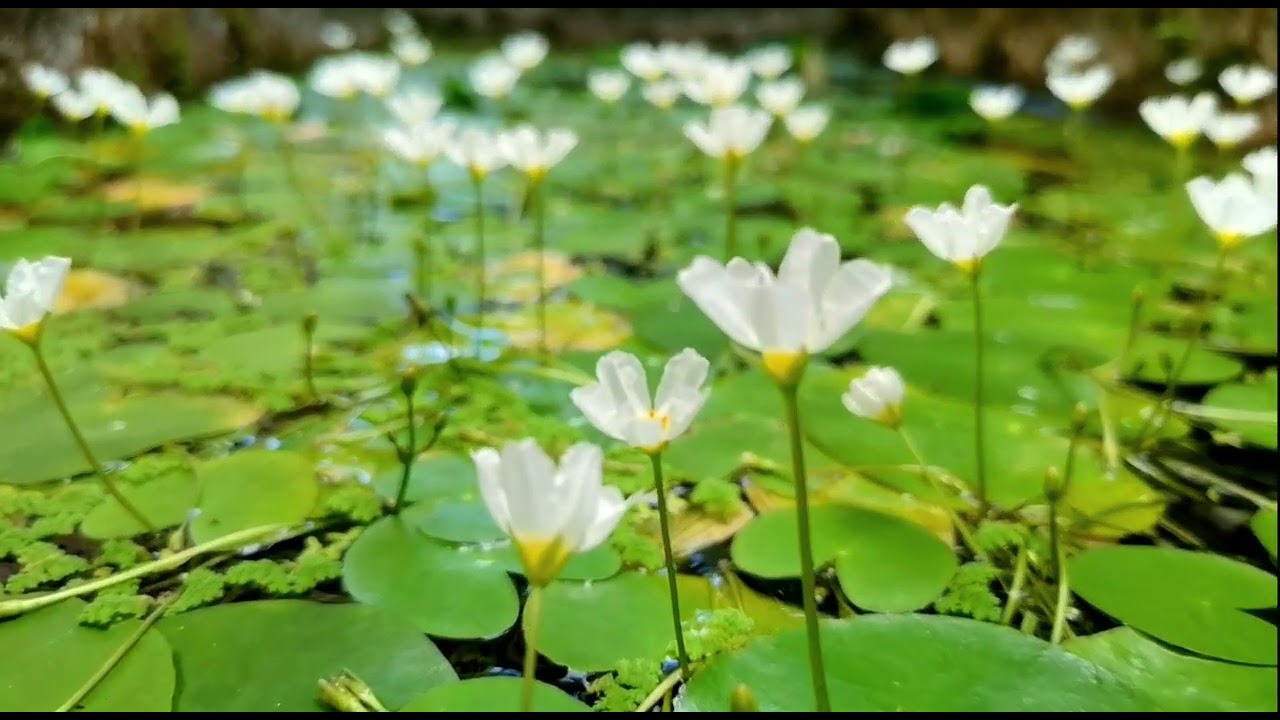 Water lily pond|Relaxing nature ambience #meditation #lilypond #mindrelaxing