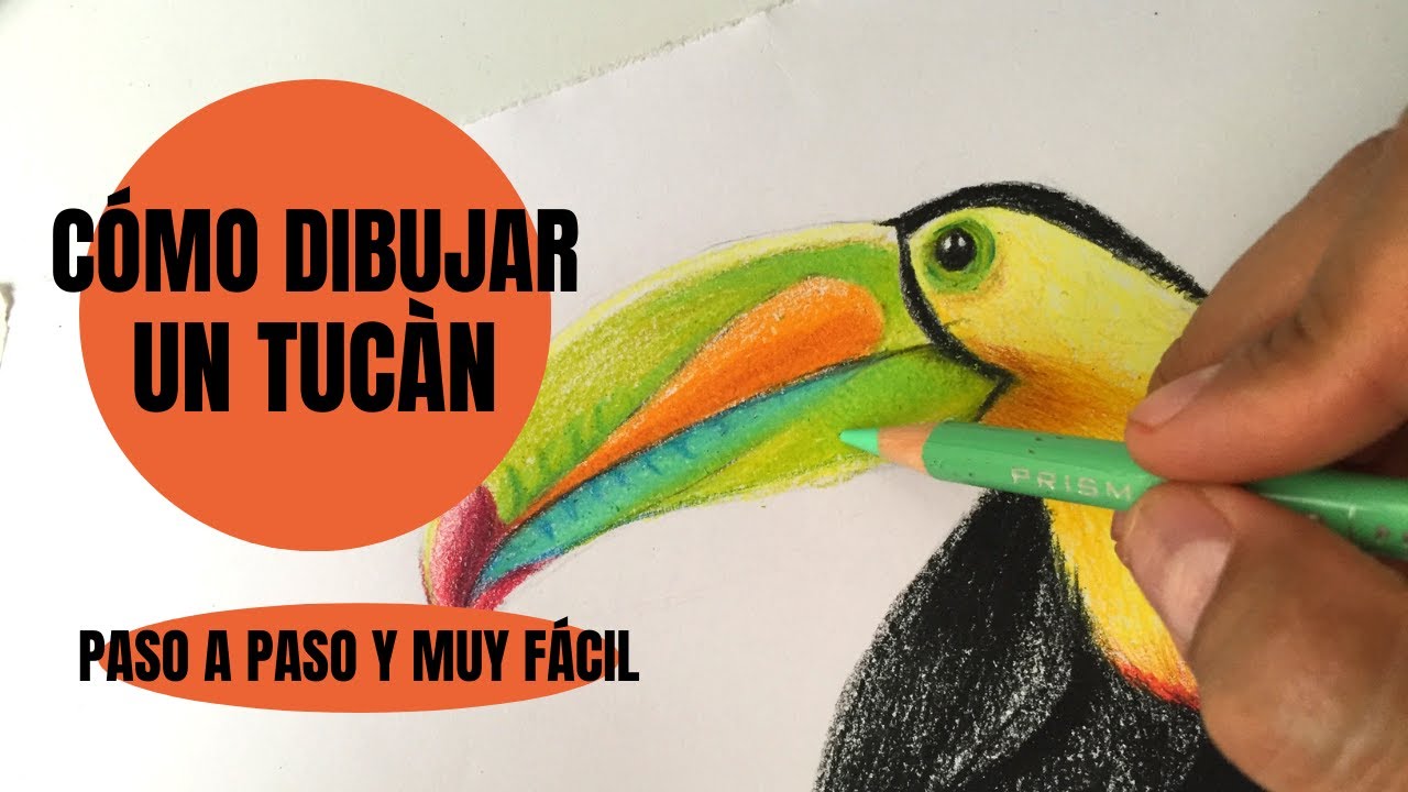 Cómo Dibujar Un Tucán Pico Iris Realista Paso a Paso