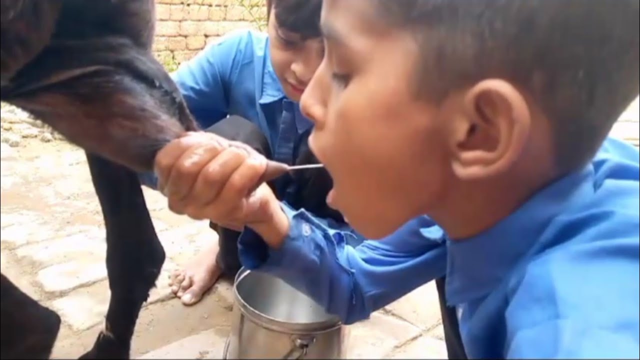 two school boys are drinking goat milk