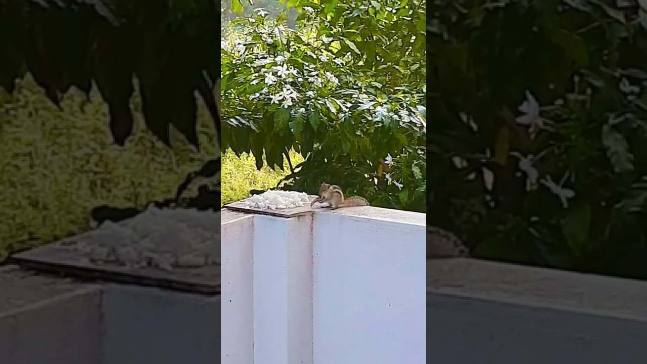 Cute Squirrel Eating Rice | Beauty of Squirrel