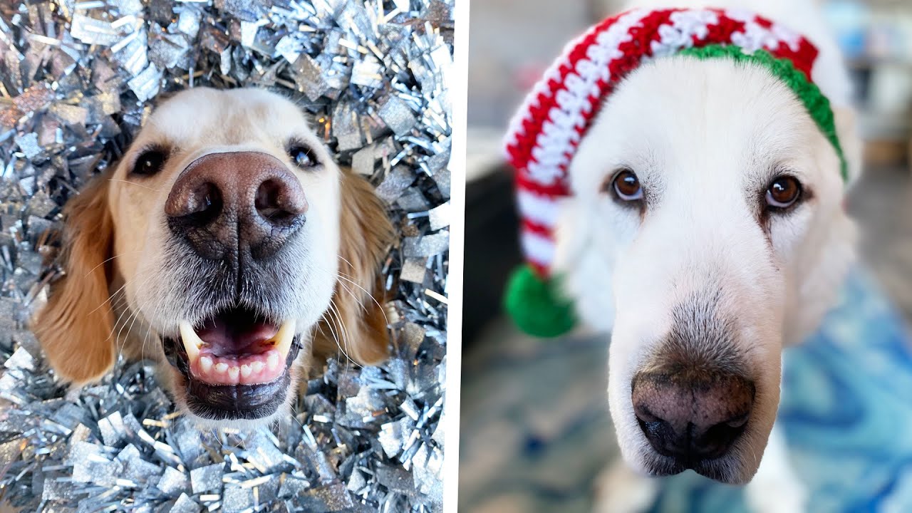 CHRISTMAS PHOTOSHOOT WITH DOGS!