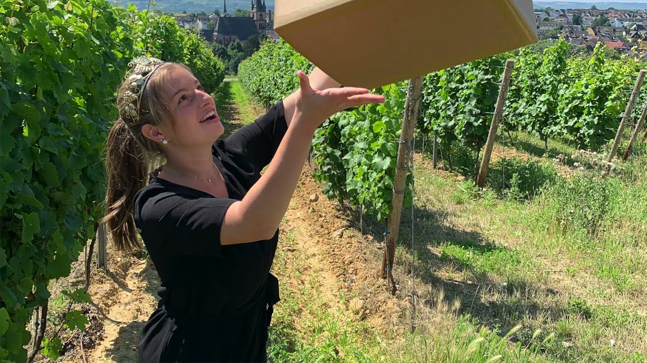 12 Weine – 12 Winzer aus KIEDRICH | Keller & Kunst Kontor im Rheingau