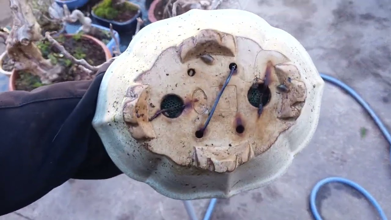 Bonsais y Prebonsais de Calidad a la venta