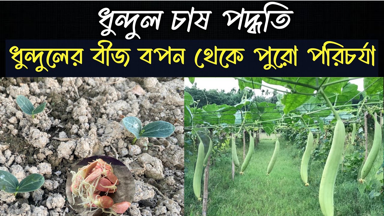ধুন্দুল চাষের বীজ বপন থেকে পুরো পরিচর্যা। ধুন্দুল চাষ পদ্ধতি। Sponge gourd cultivation
