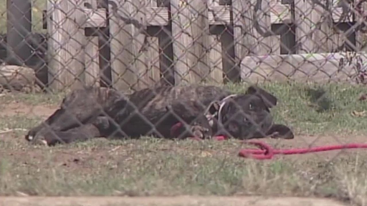 New city ordinance places tight restrictions on tethering dogs
