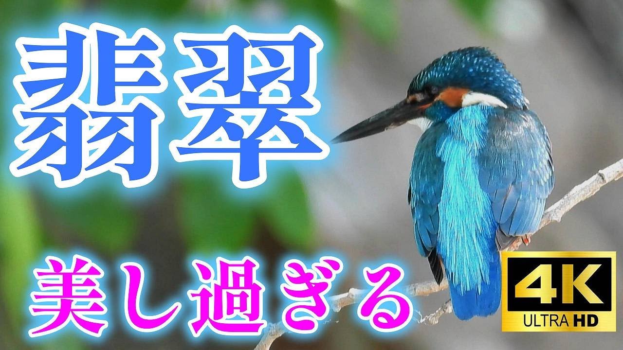 翡翠（カワセミ）、美し過ぎる＜4K＞5月のカワセミとピラカンサの白い花