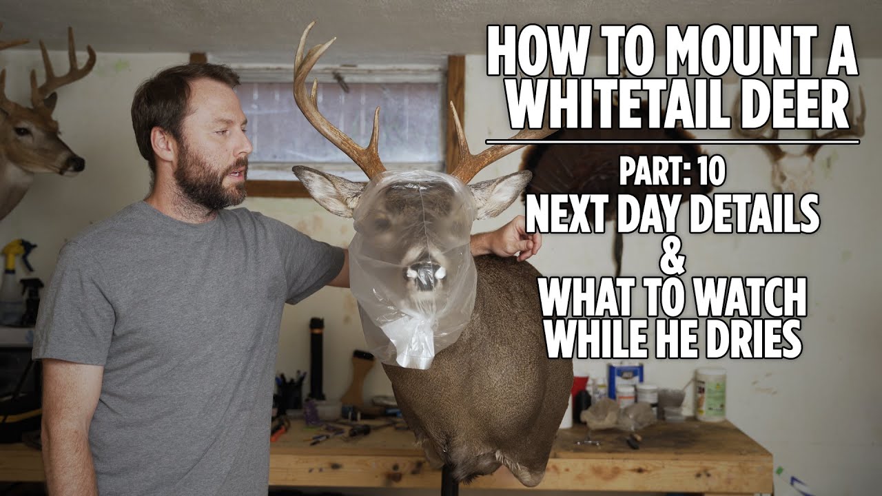 How To Mount A Whitetail Deer - Part 10 - DETAIL WORK - What To Monitor While He Dries - Taxidermy