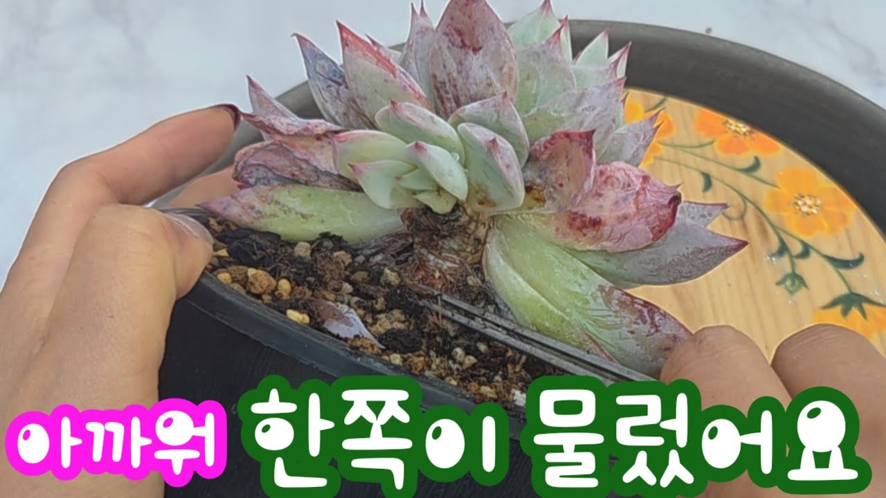 아픈 다육이 소환했어요! 물 준후에 한쪽이 물렀어요~ 💥 관수 후엔 또 반응하는지 살펴야해요 ~  