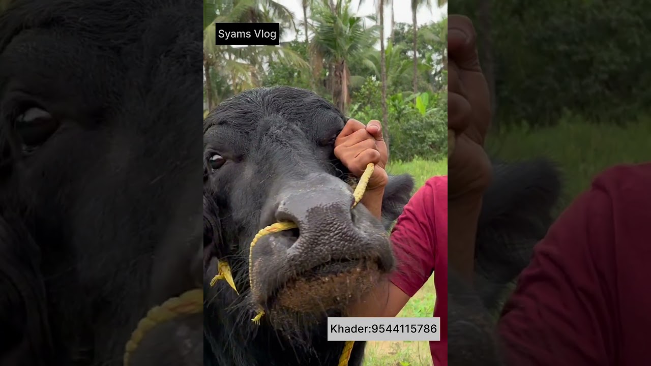 Giant Murrah Buffalo