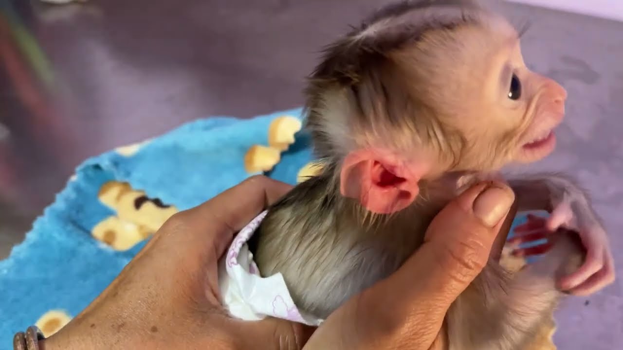 Mom take JOBI monkey to clinic to see ears and inject medicine