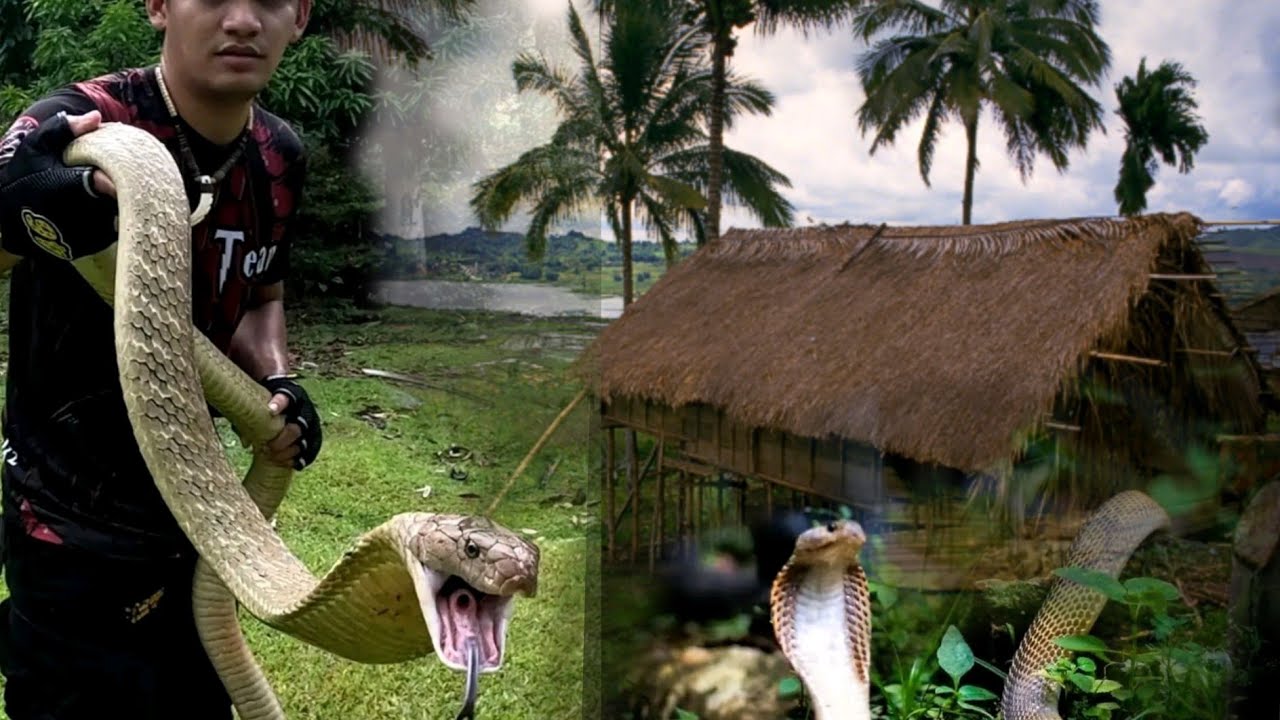 COBRA SA LIKOD NG BAHAY PAPASOK NA NG LOOB NG BAHAY
