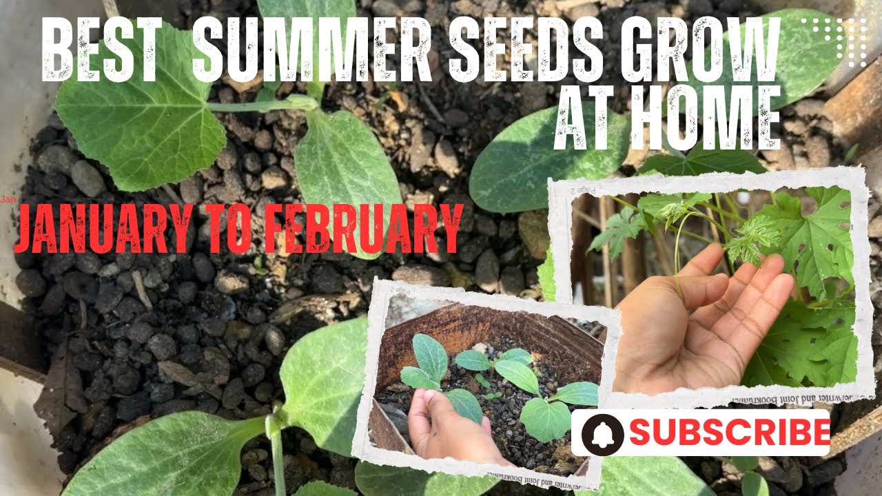 Summer seeds grow at home|January to February||#Ytvideo#gardening at home# summerseeds#Anisha 