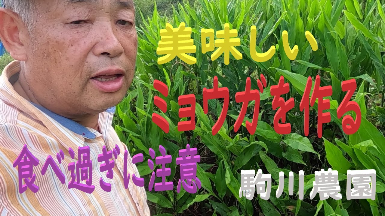 ミョウガ栽培   美味しいミョウガを作るポイント　邑南町　駒川農園　22.6.27