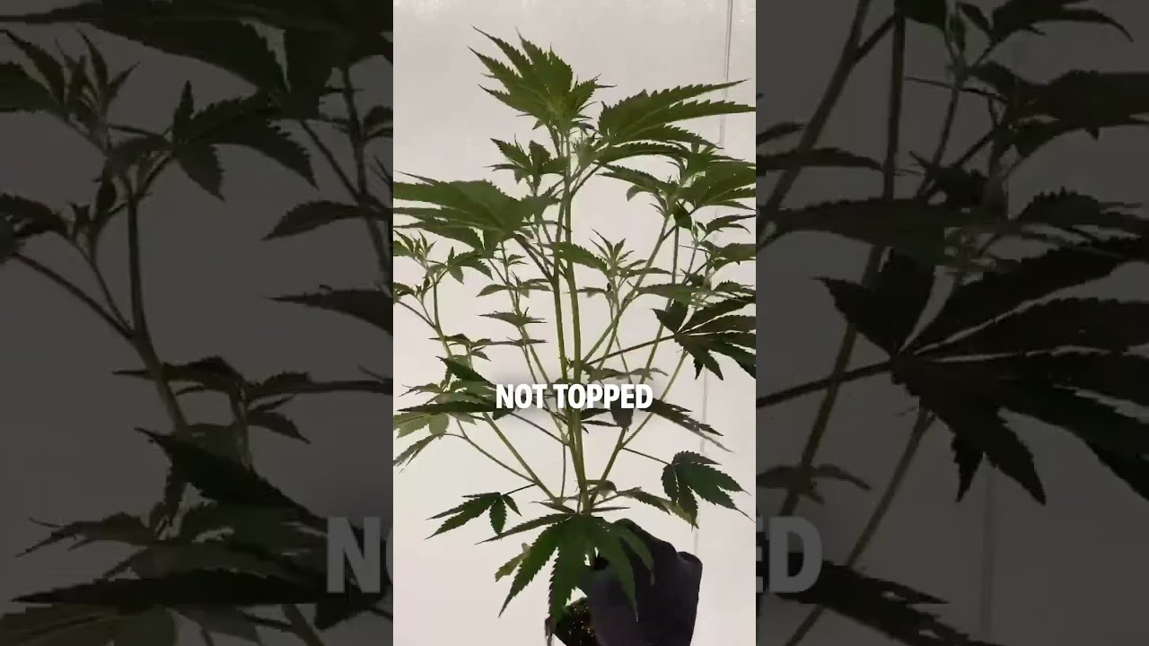 Я перестала &laquo;подрезать&raquo; свои растения, и теперь они выглядят вот так 🔥