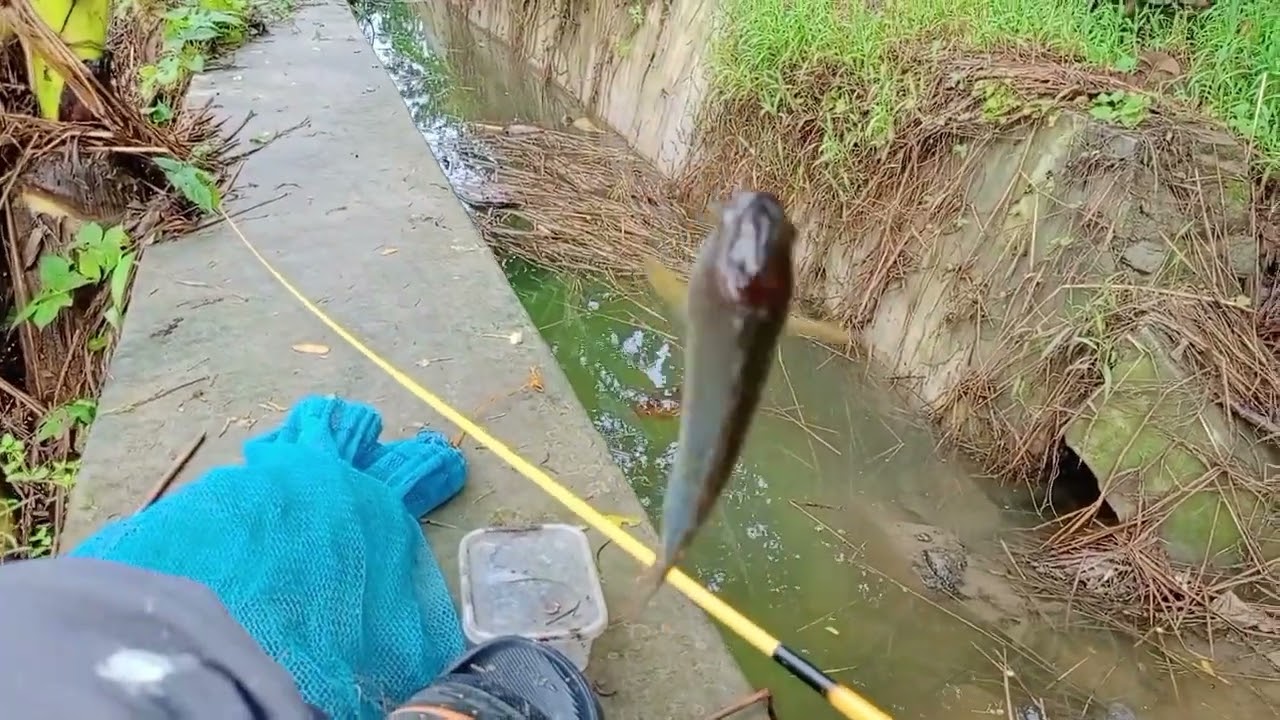 Gila! Pengalaman Memancing Ikan Betok di Sungai pada bulan  Ramadhan Ini Sungguh  Mengejutkan!