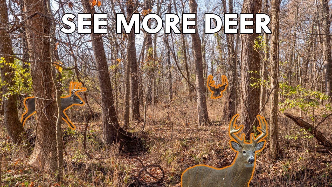 How to See More Deer Every Hunt!