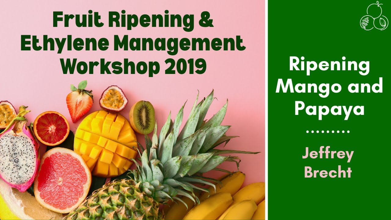 Fruit Ripening and Ethylene Workshop | Ripening Mango and Papaya | Jeffrey Brecht