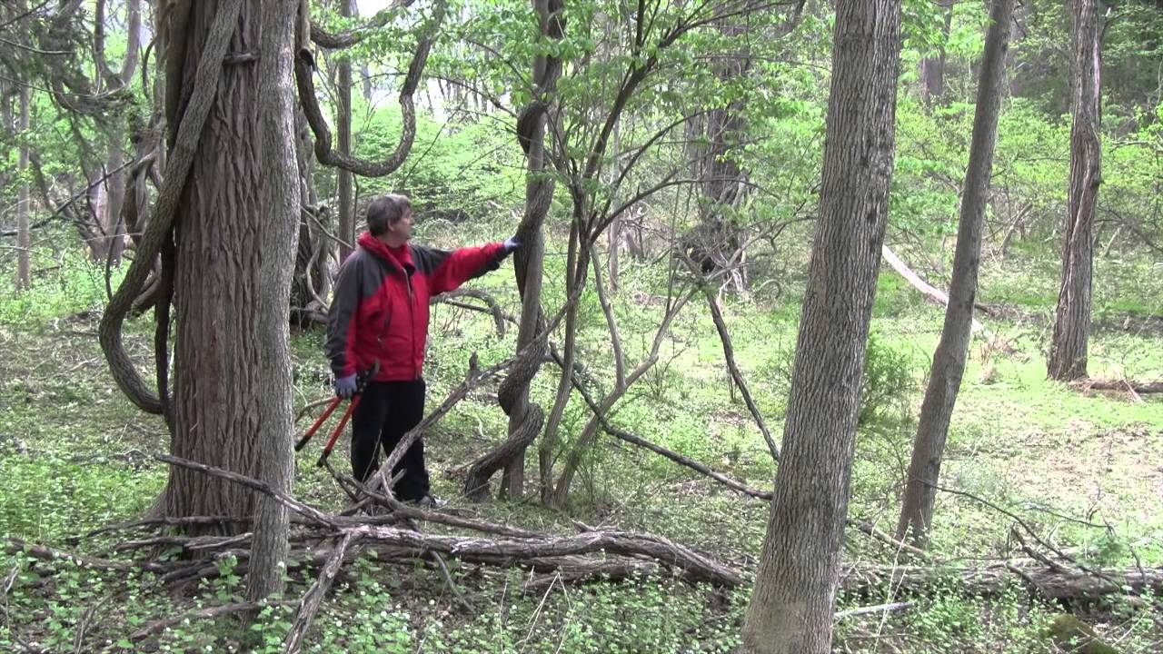 Invasive Vines