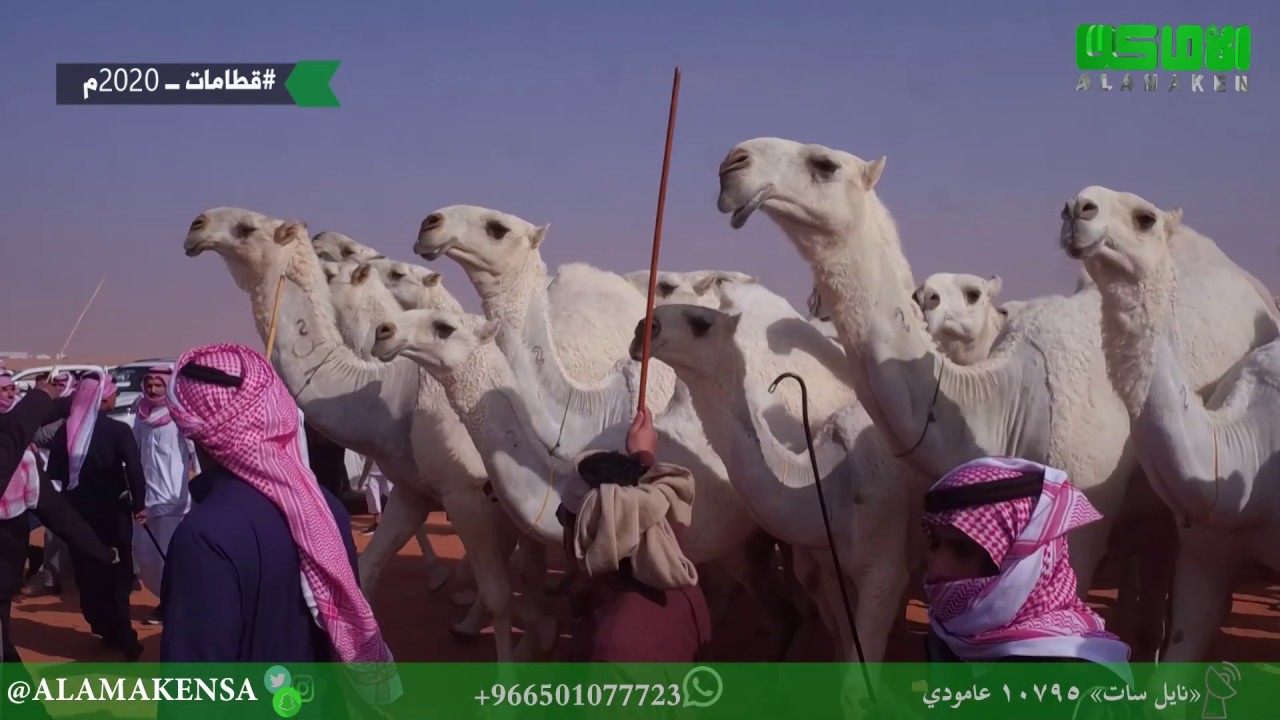 مسيرة منقية رجل الأعمال عبد المحسن  بن بعيجان العتيبي