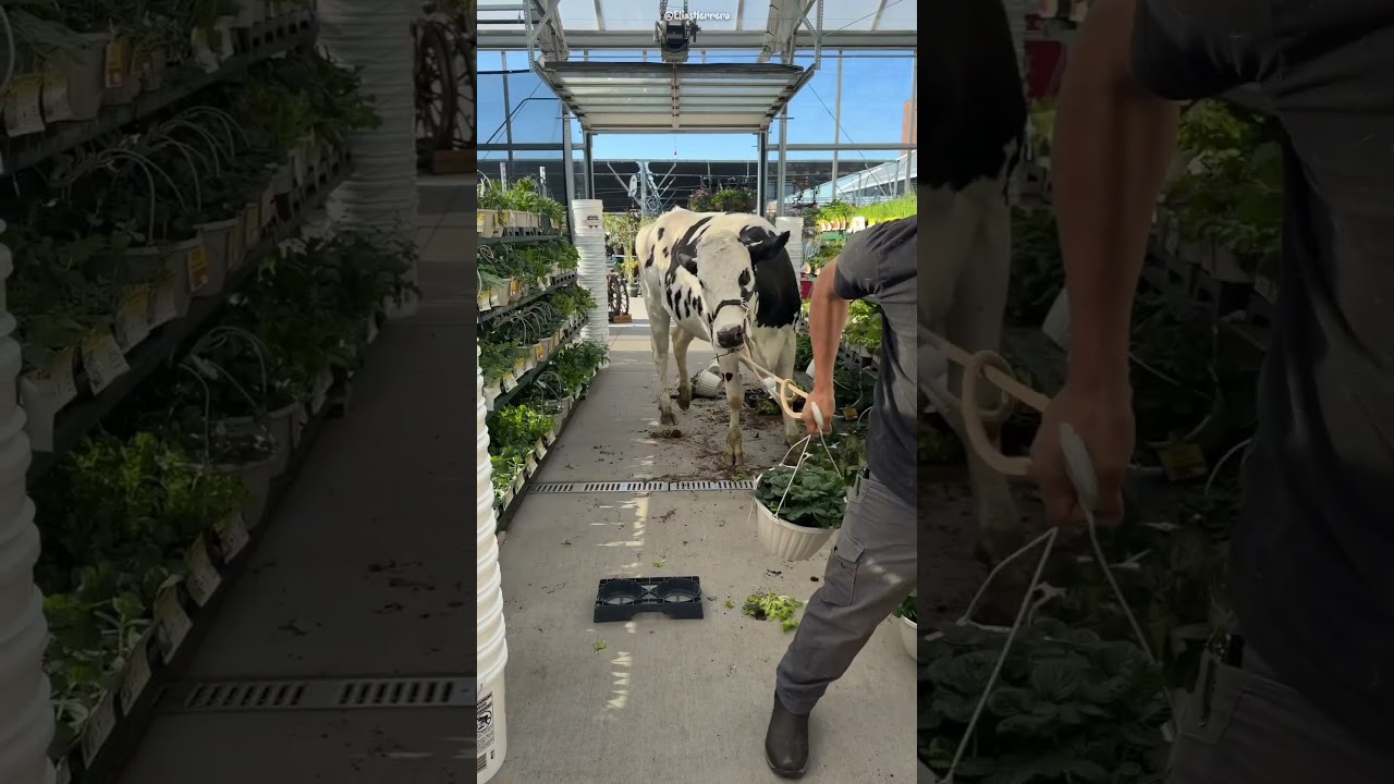 He Brought a Cow to the Mall for Free Entry