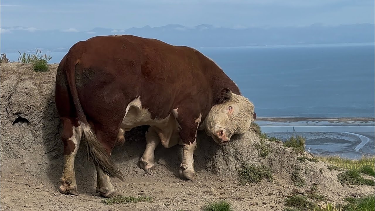 Big Hereford Bull warming up for Battle 
