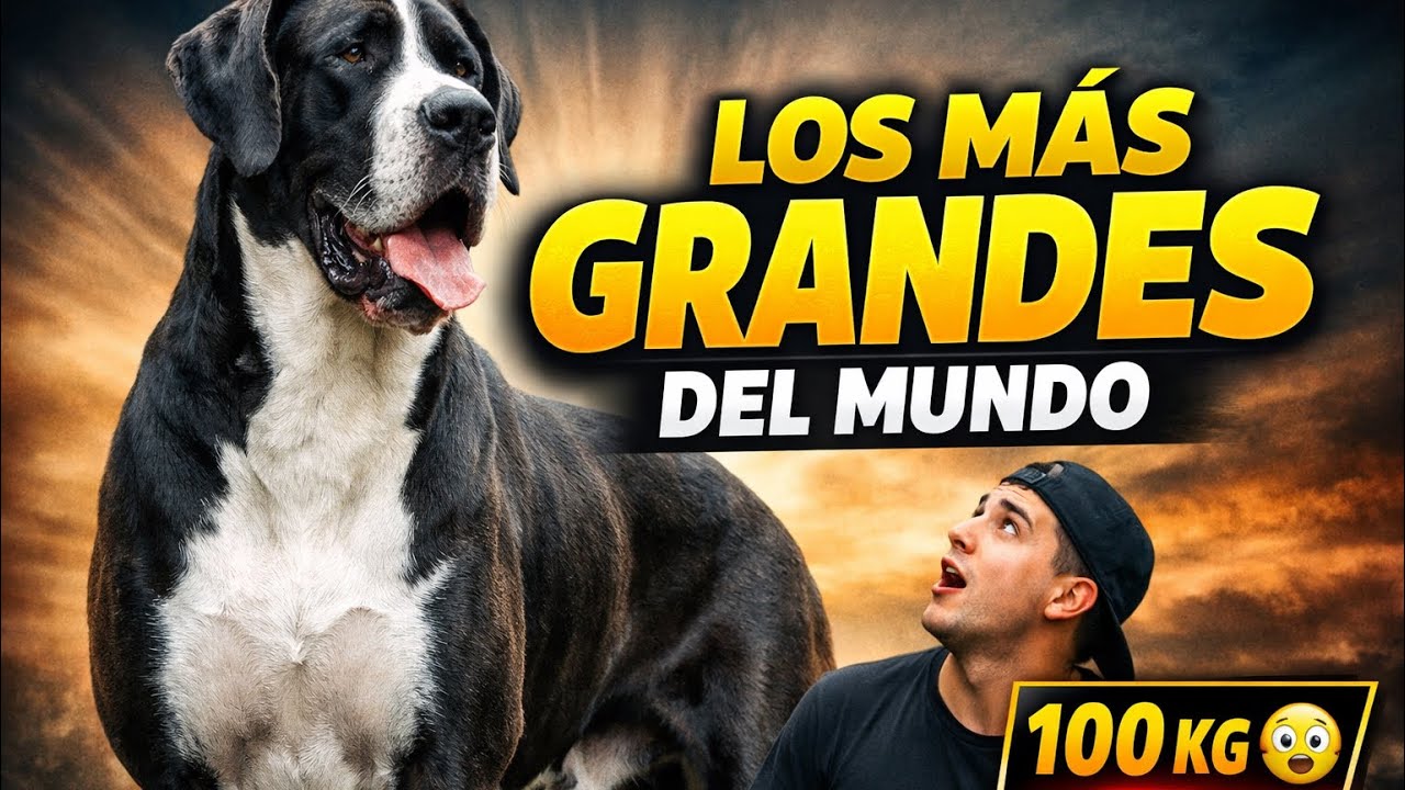LAS RAZAS DE PERROS MÁS GRANDES DEL PLANETA 