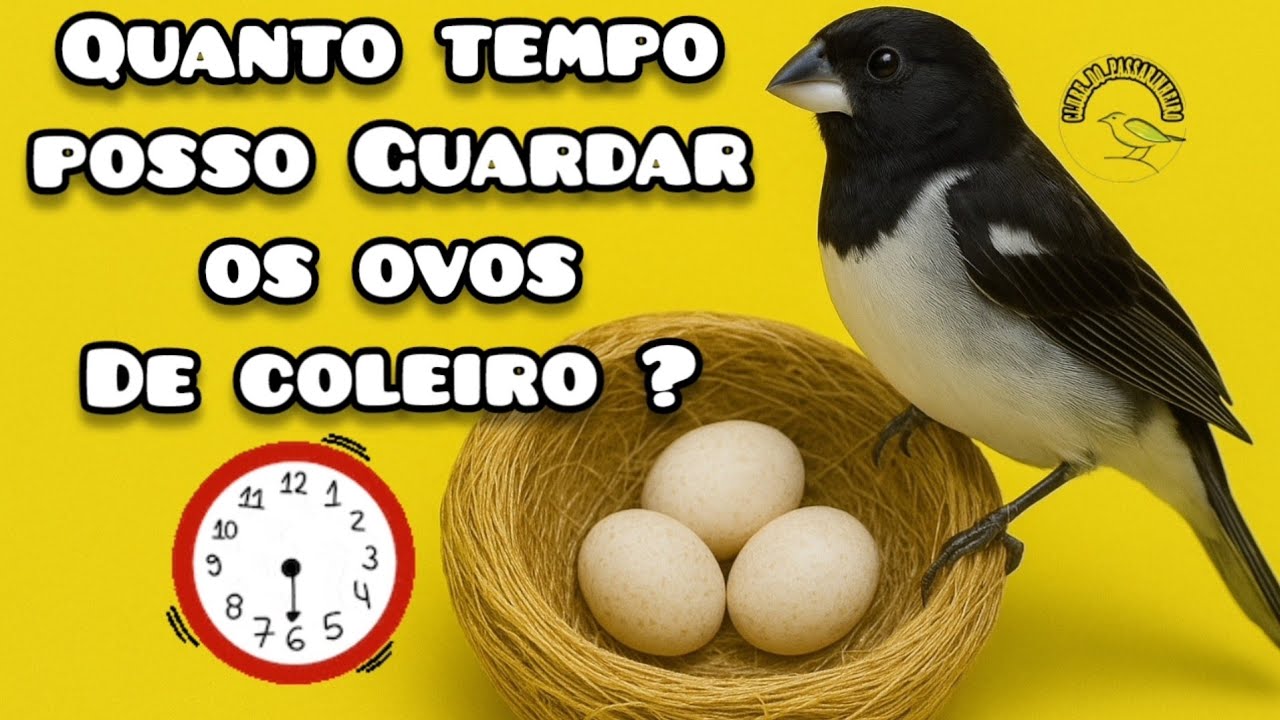 Quanto Tempo Posso Guardar os Ovos de Coleiro? Descubra o Limite Seguro!