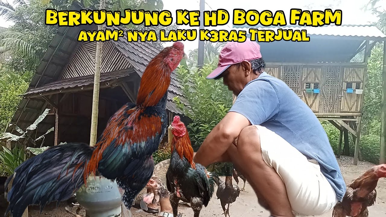 BERKUNJUNG KE HD BOGA FARM❗1 MINGGU DI LANDA HUJAN ALHAMDULILAH SEMUA AYAM² SEHAT 🤲❗