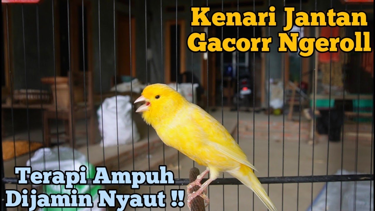 Kenari Gacor Panjang Cuit Cuit Emosi, Pancingan Kenari Paud Belajar Bunyi, terapi ampuh kenari macet