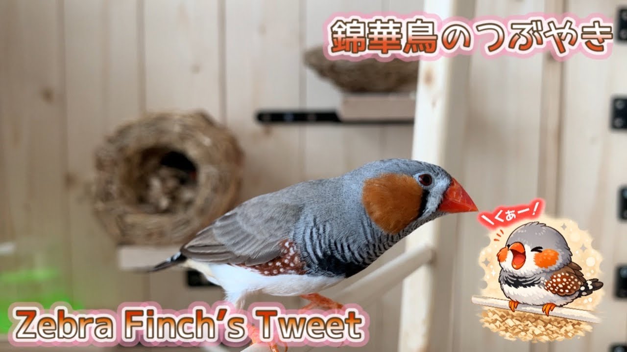 錦華鳥のつぶやき　Zebra Finch’s Tweet(3/15/2026)