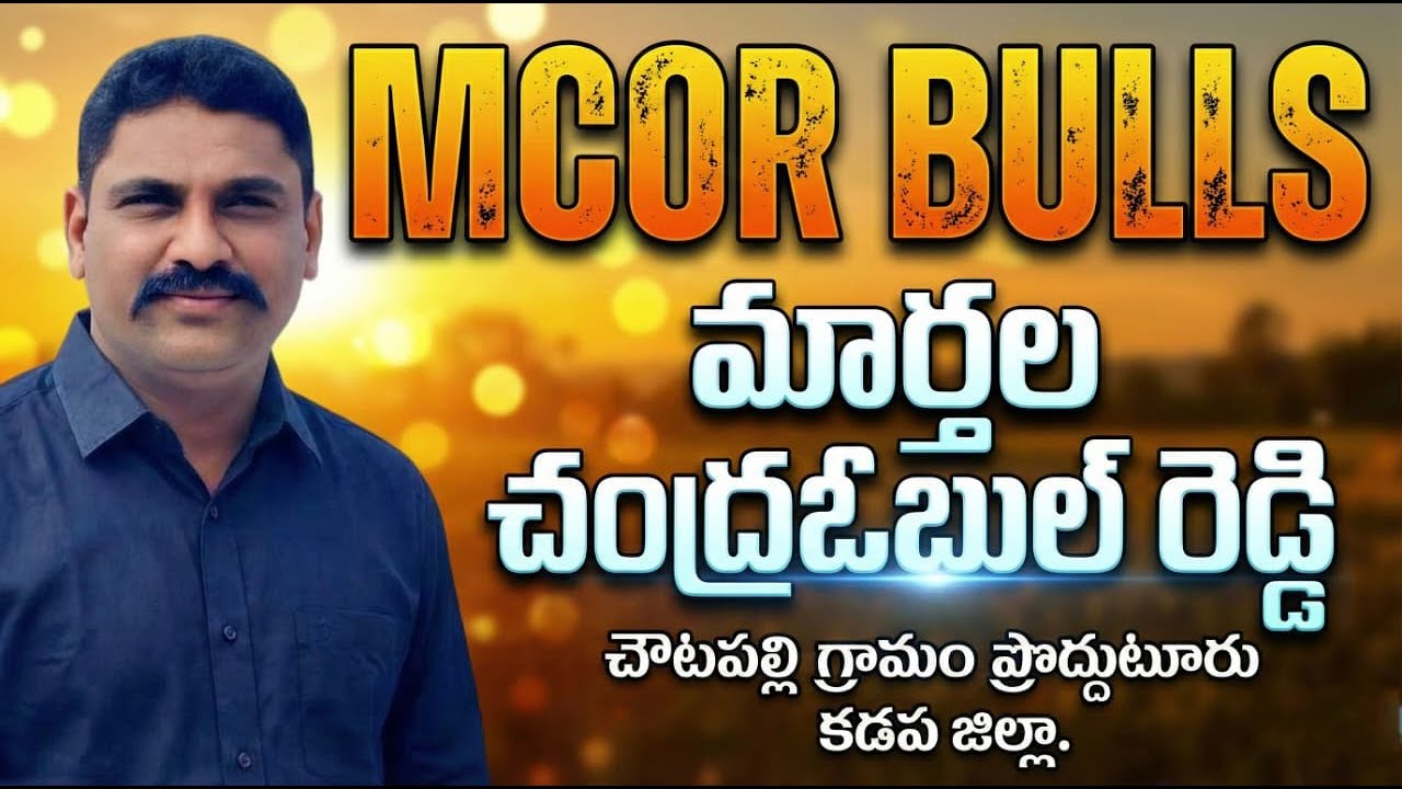 🚩3/2/2026రెంటచింతల సీనియర్స్ 4 జత MCOR BULLS కారంజయ దుబ్బన్న గిత్తలు 2637.10 అడుగులు 