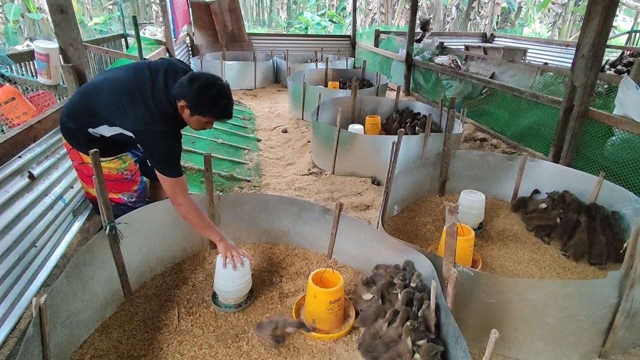 EP - 083 | Guide Sa Pag Aalaga Ng Ducklings | Duck Farming | Lapag Brooder Tube