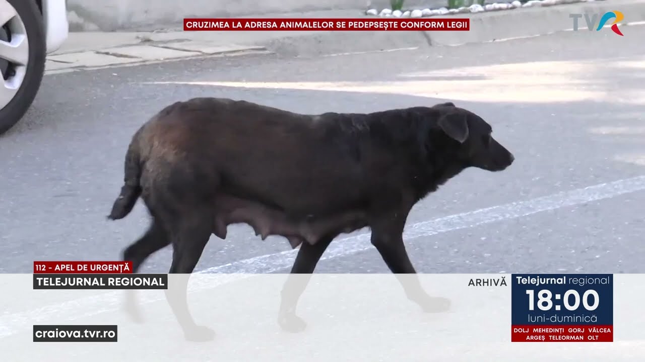 A UCIS UN CÂINE ȘI A FOST REȚINUT DE POLIȚIȘTI