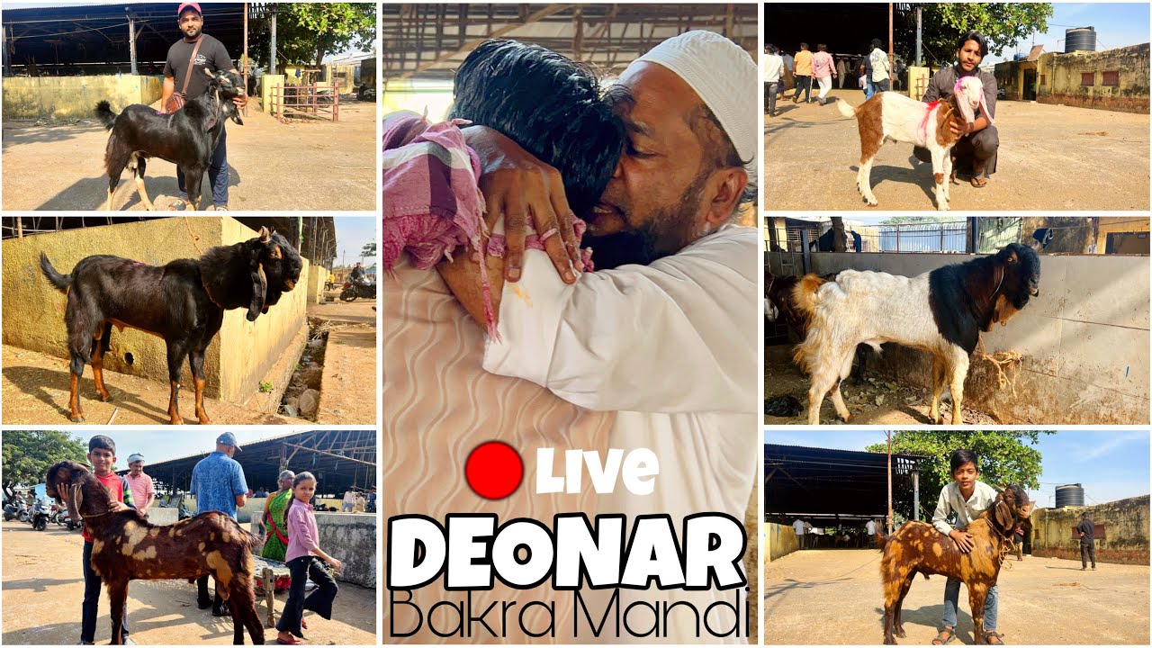 DEONAR BAKRA MANDI LATEST UPDATE 2025 || SATURDAY LIVE MARKET || 