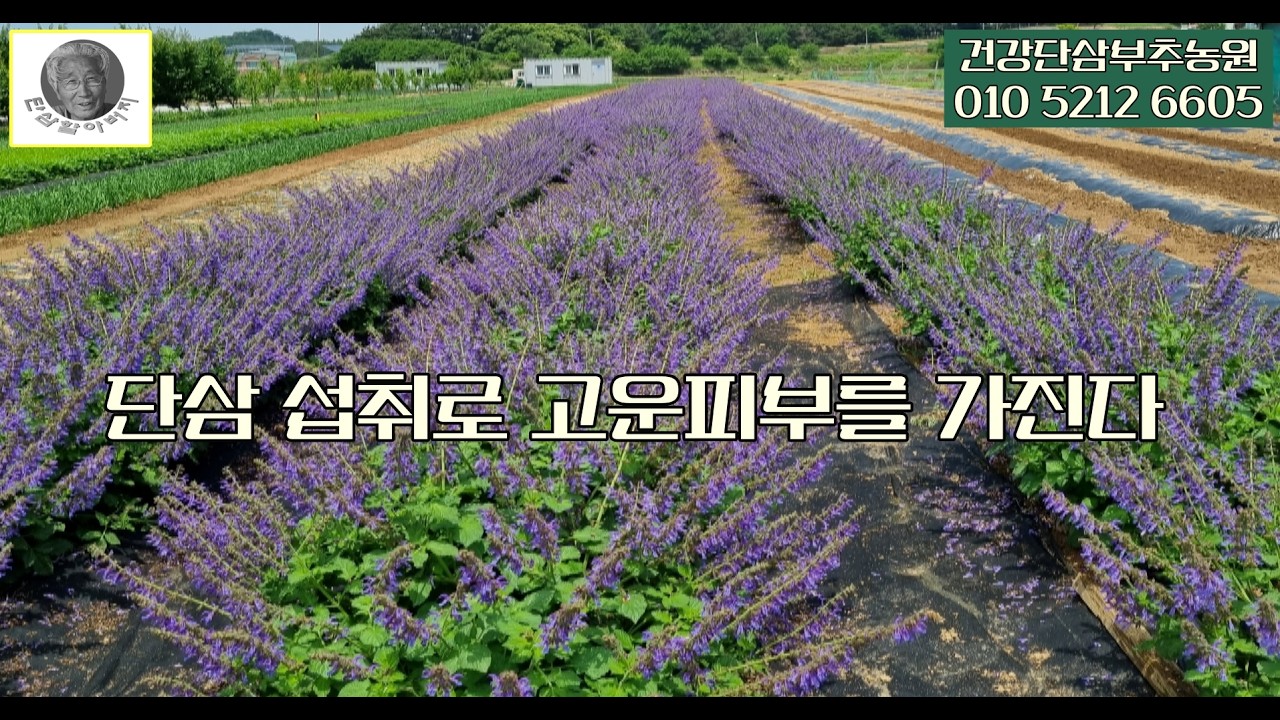 단삼섭취로 고운 피부를 가진다