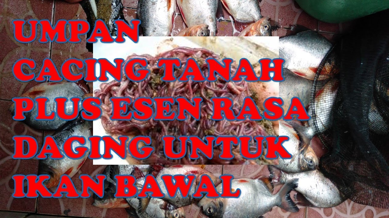 RACIKKAN UMPAN CACING + ESEN DAGING UNTUK IKAN BAWAL