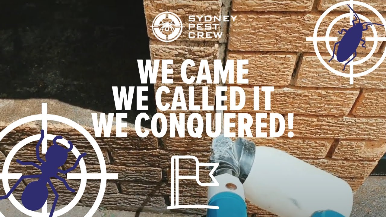 Commercial Pest Control | Spider Nests & How Flush Spiders | Sydney Pest Crew #infestation