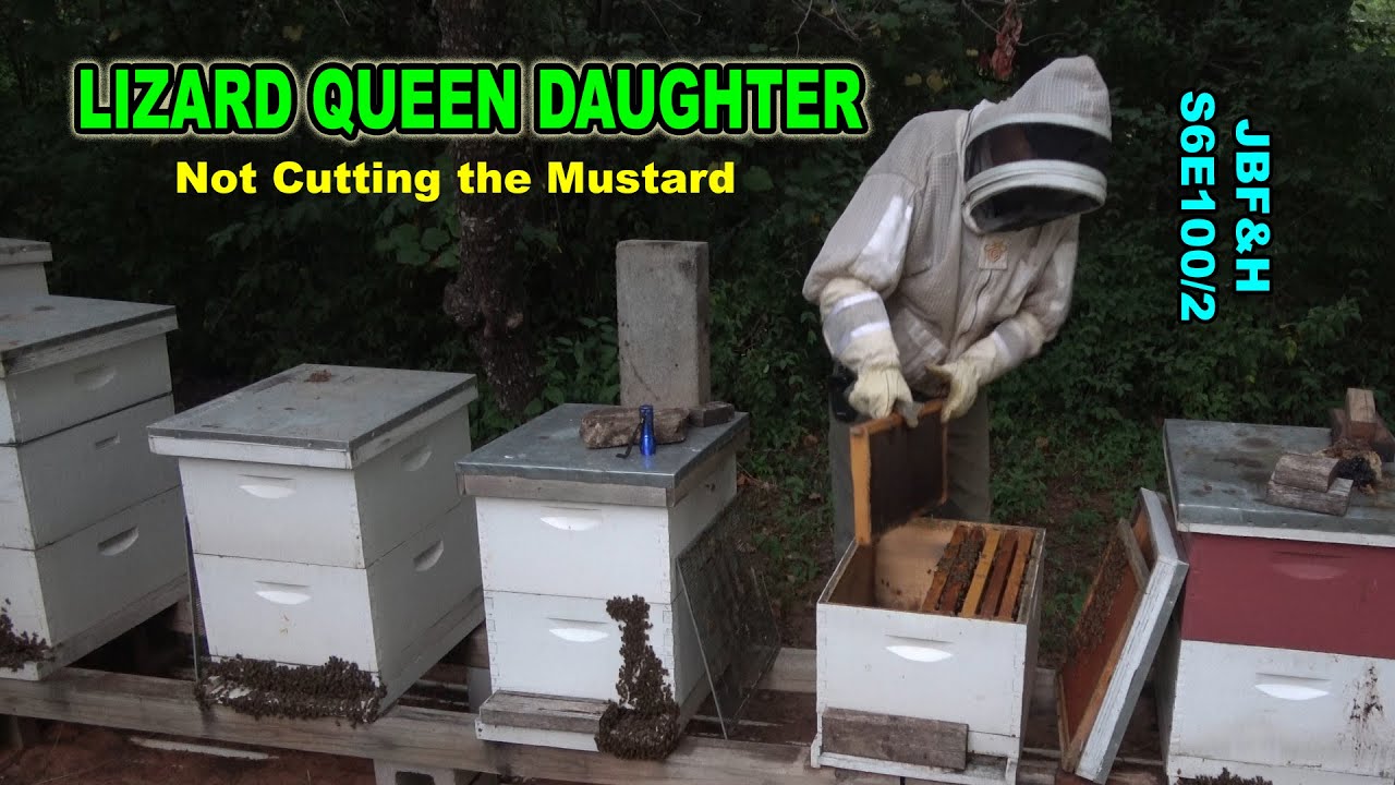 Weak Hive 12 Inspection S6E50 #beekeeping