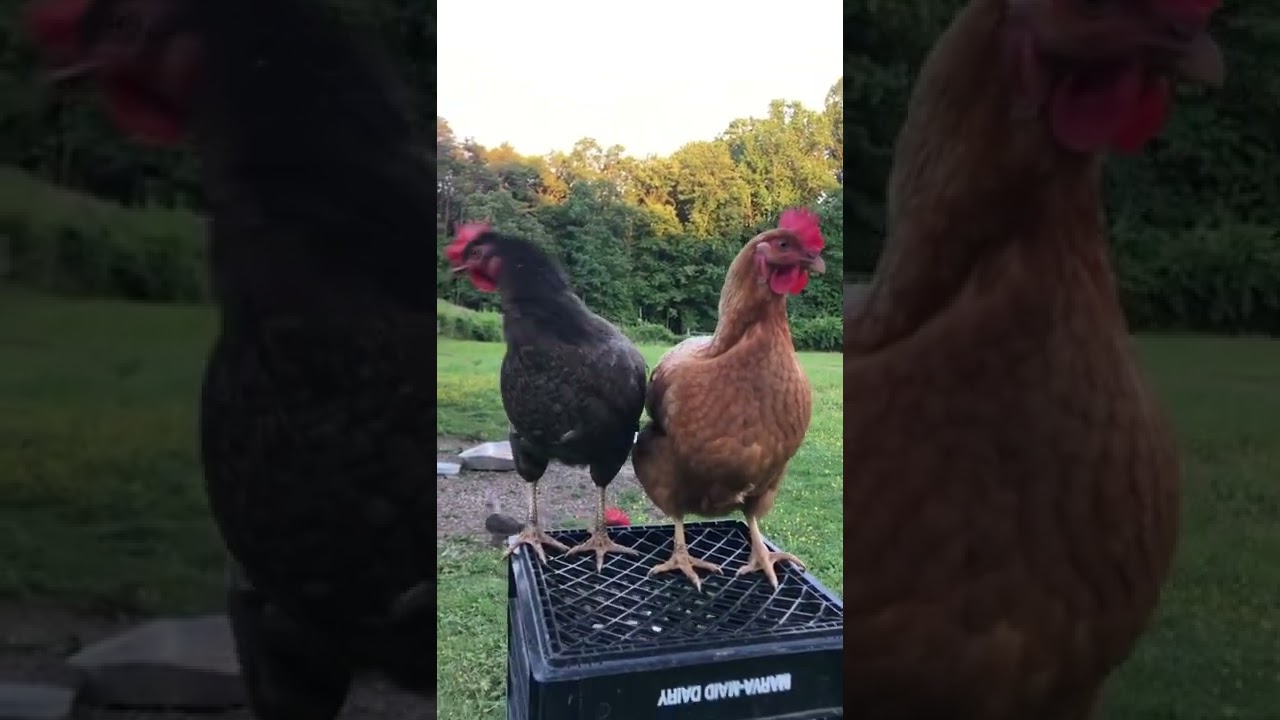 Midnight majesty & Olive egger chickens