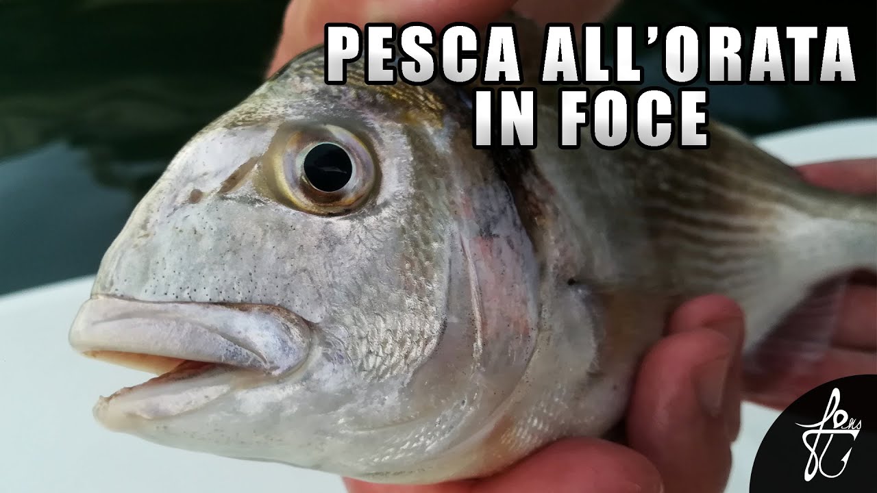 PESCA ALL'ORATA IN FOCE!  *PESCA A FONDO*