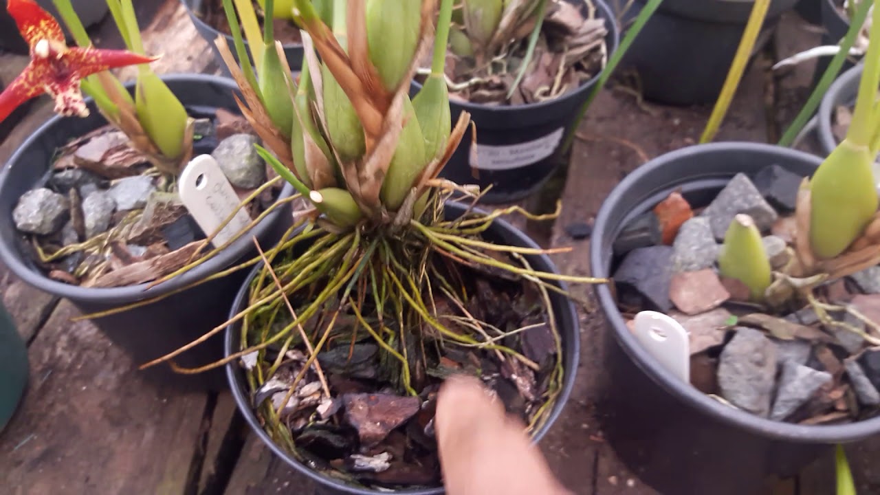 Maxillaria tenuifolia