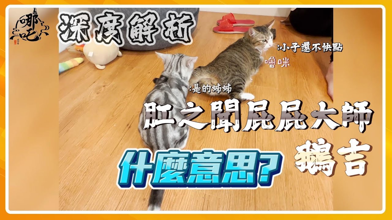 適應了一段時間的主子們  來聽聽琥哥講訴當奴才的日常吧  [哪吒太子會]
